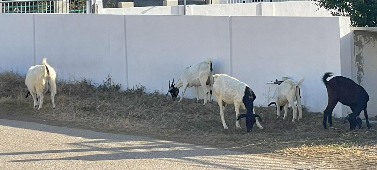 فيلا Westpuntفي Finisterre Curacao المظهر الخارجي الصورة
