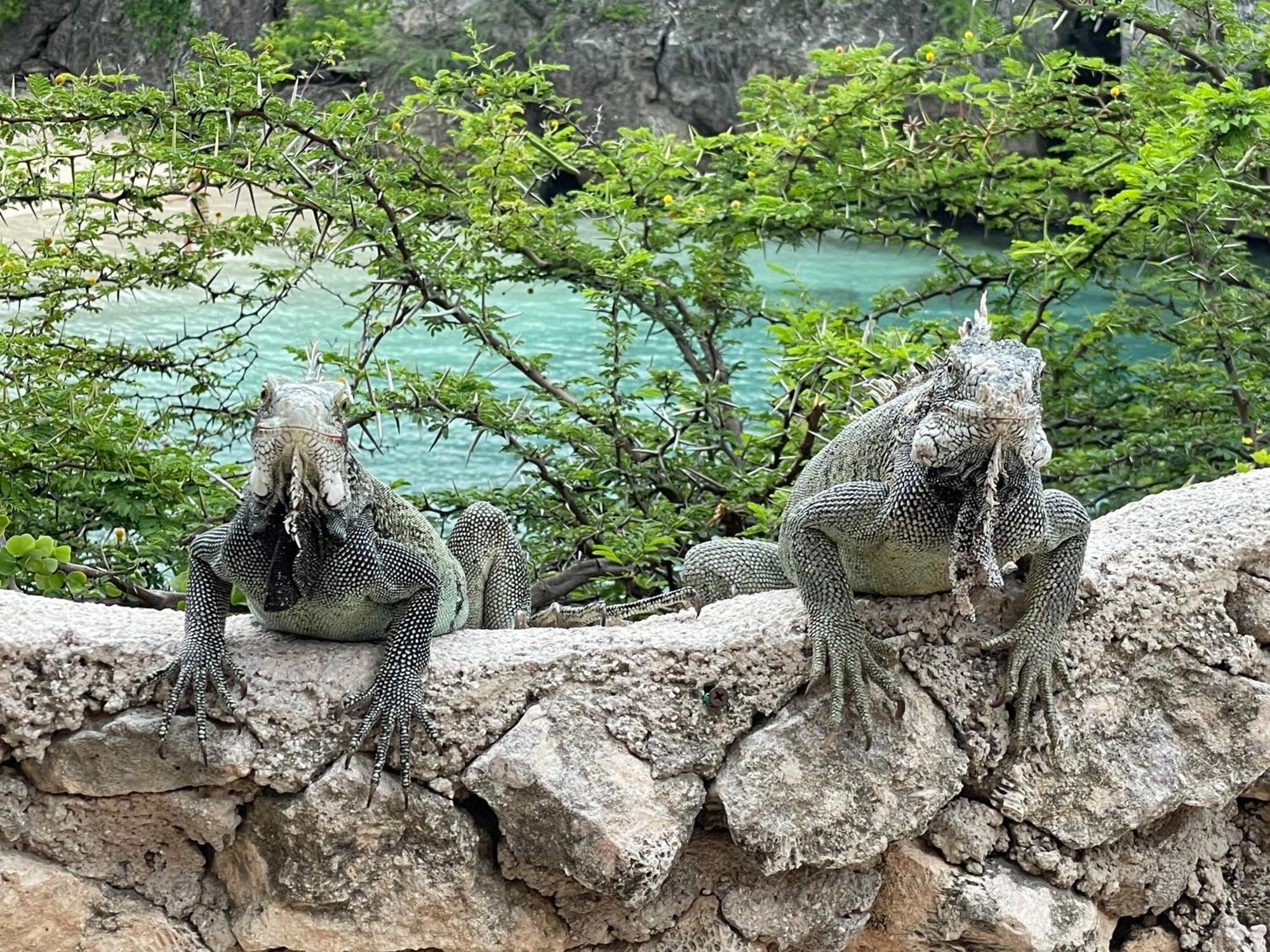 فيلا Westpuntفي Finisterre Curacao المظهر الخارجي الصورة